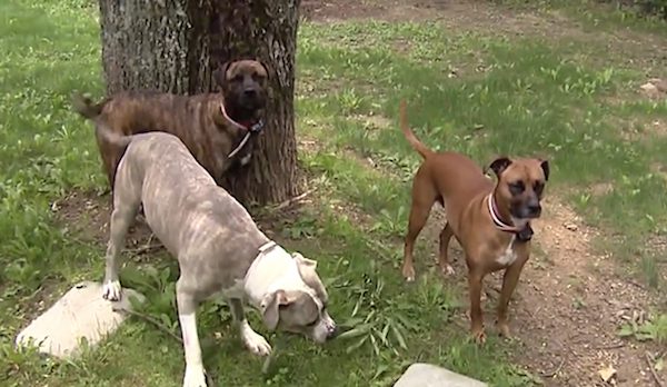 dogs protect girl from bear