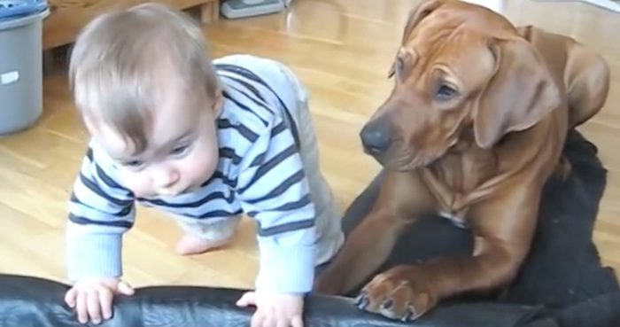 Dog Sweetly Helps Baby Climb Into Dog Bed