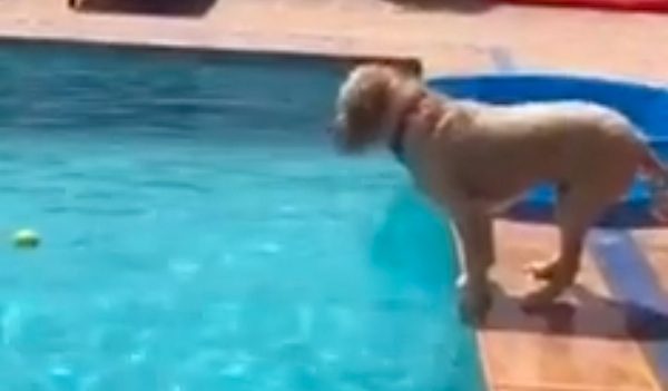 Rosie fetches ball