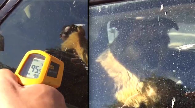 dog rescued from hot car