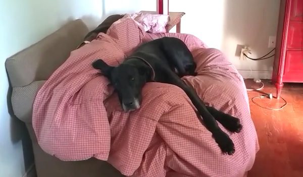 guilty great dane