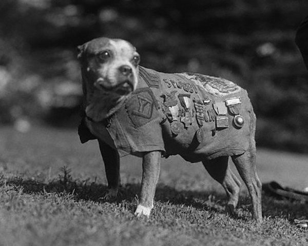 Sgt Stubby