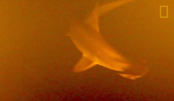 shark in volcano