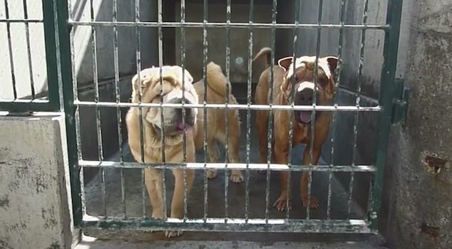 shar pei rescues