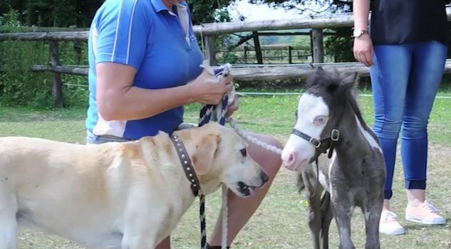 18 Inch Tall Horse Is Not Only Tiny, He Is Naughty Too