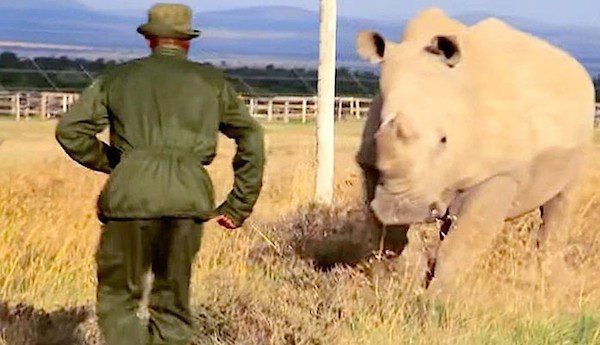 Sudan last male white rhino in the world