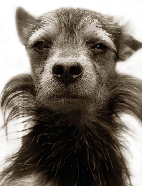 Traer Scott dog portrait