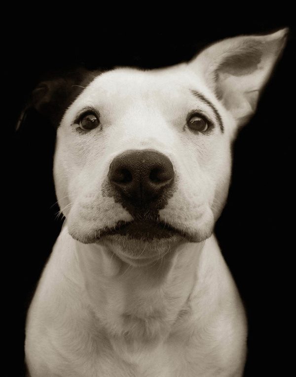 Traer Scott dog portrait