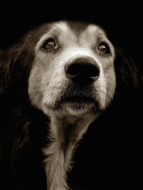 Traer Scott dog portrait