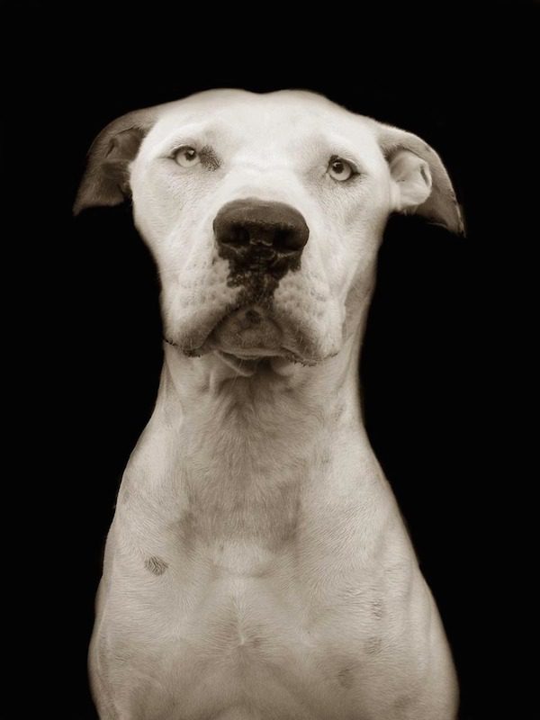 Traer Scott dog portrait