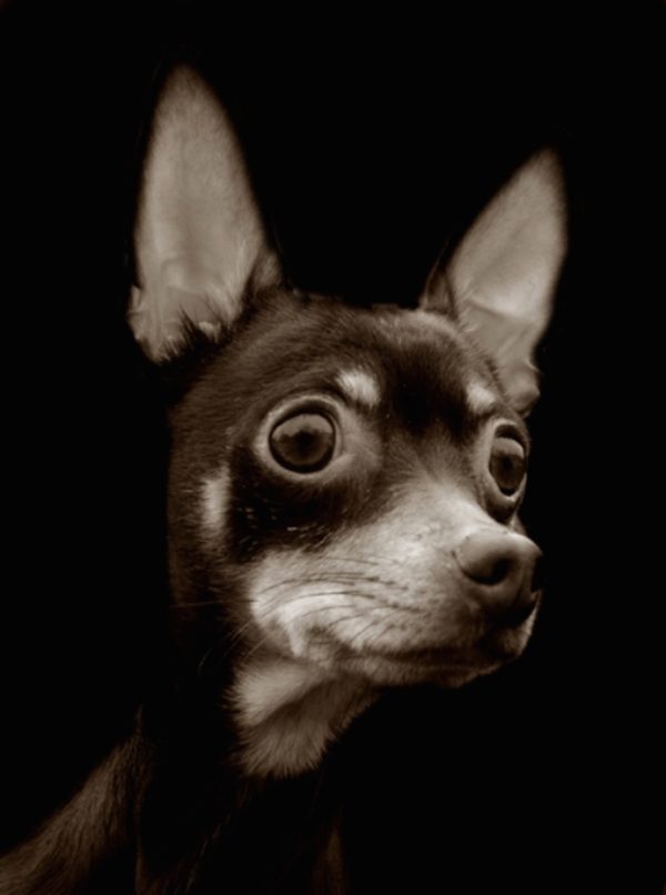 Traer Scott dog portrait