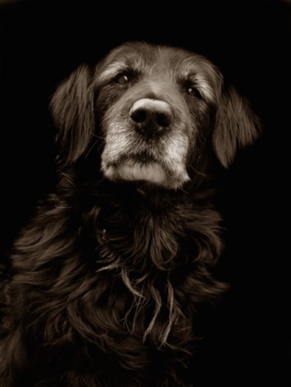 Traer Scott dog portrait