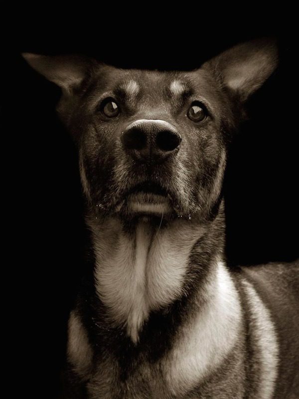 Traer Scott dog portrait