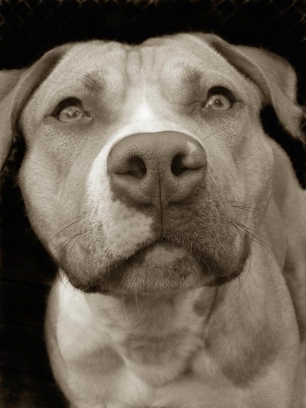 Traer Scott dog portrait