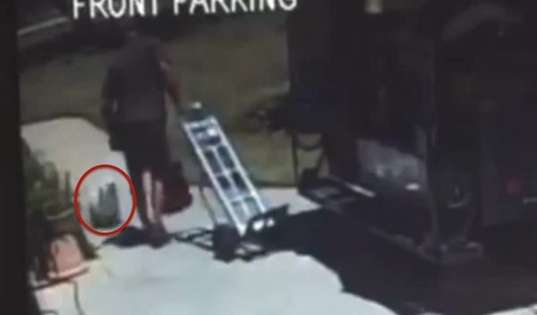 ups driver kicks dog