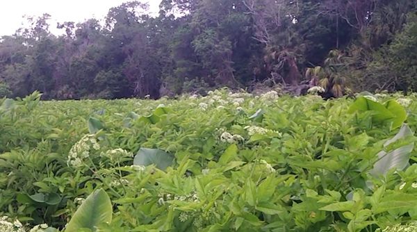 water hemlock