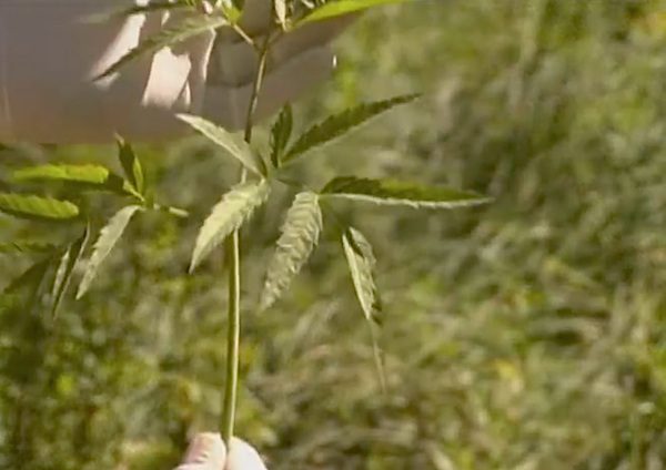 water-hemlock