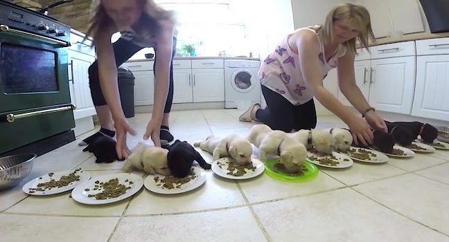 weaning puppy meal