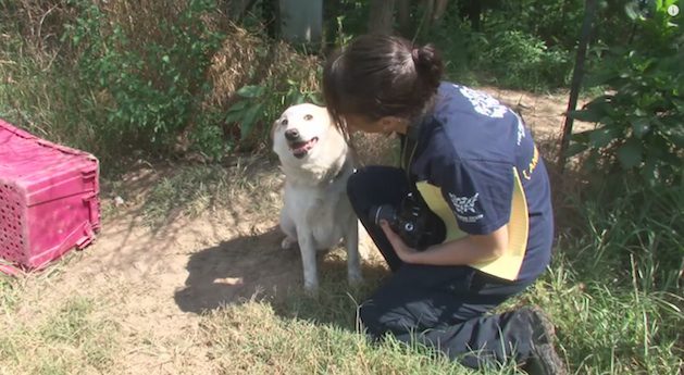 Zoey dog rescued from animal hoarder