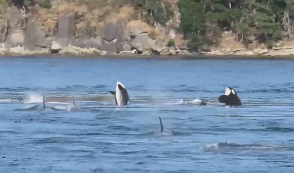 orca