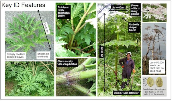 Giant-Hogweed-ID-Sheet