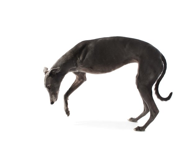 Hannah1_3 legs