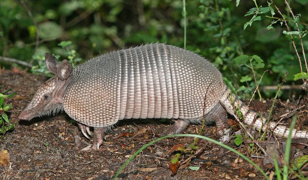 armadillo