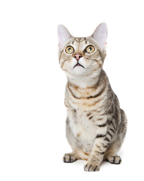 Rupert-3legs