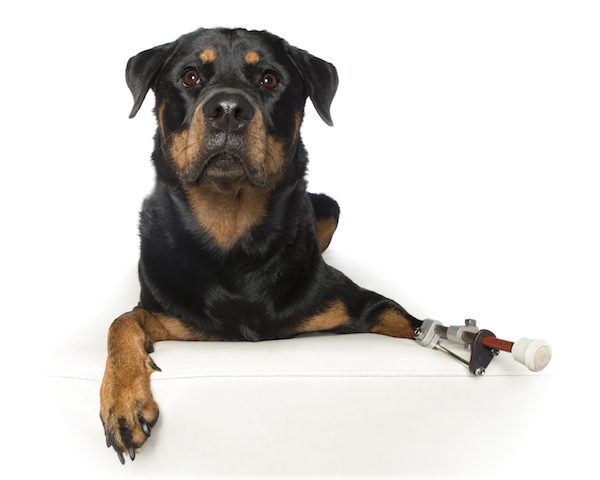 Savannah-2-implant-leg-RIP