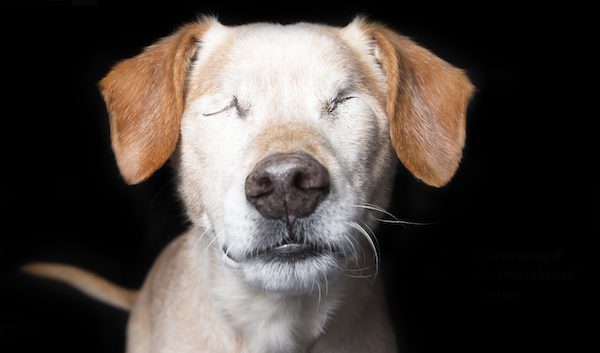 puppy with no eyes