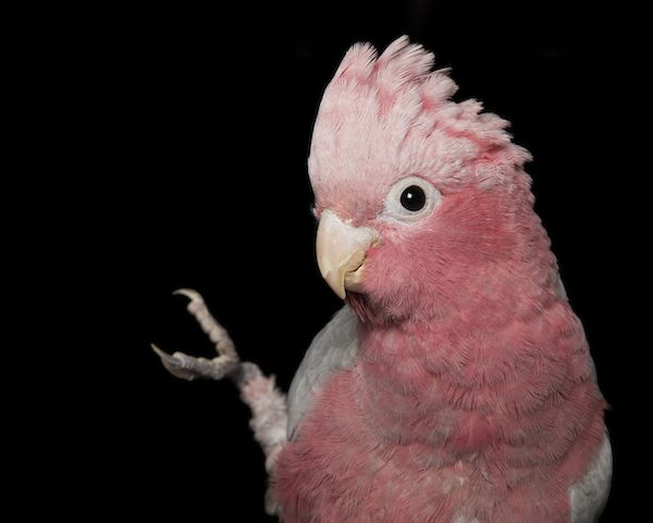 Spike-Pink-and-Grey-Galah-fusedleg