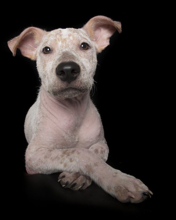 Spike-mange