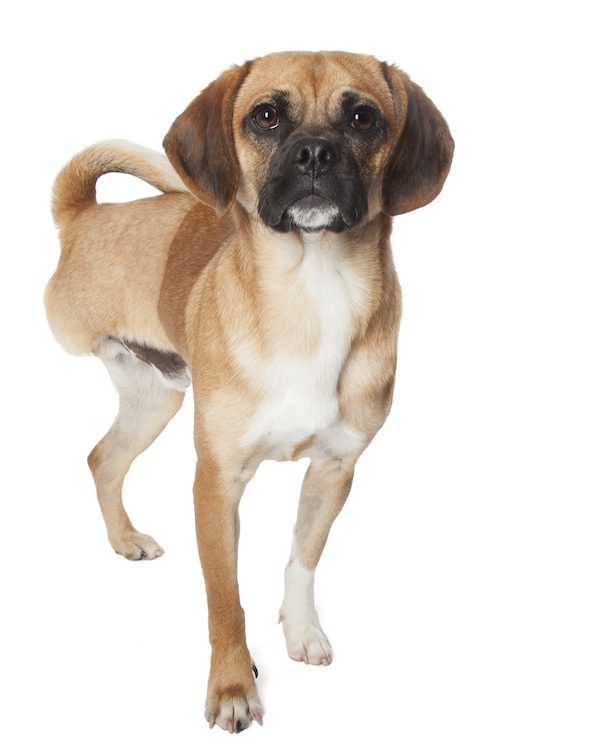 Tyson2-3legs