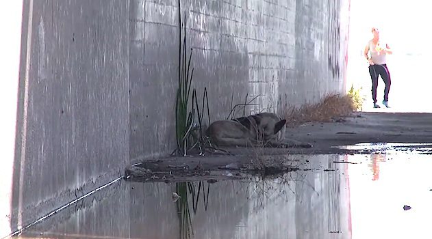 Rescuers Save Scared And Starving German Shepherd Living In A River Canal