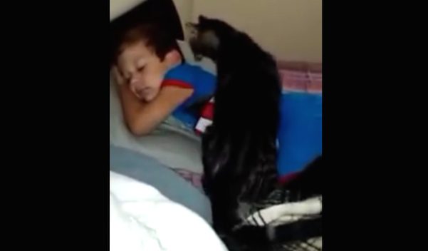 affectionate cat
