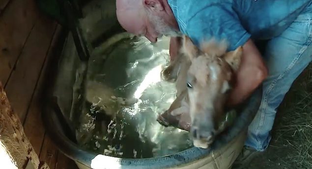 Three-Legged Pony Gets A Second Chance At Life