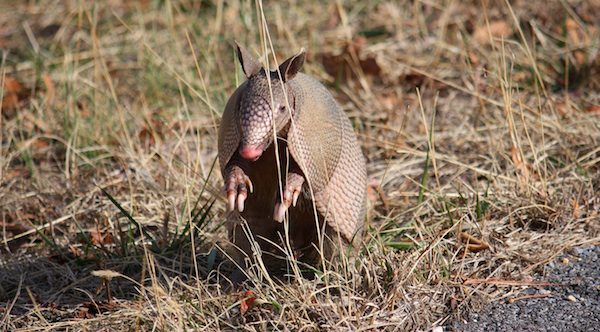 Armadillo's karma