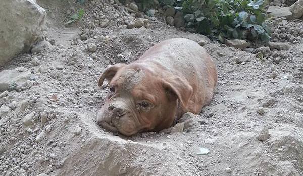 dog found buried alive