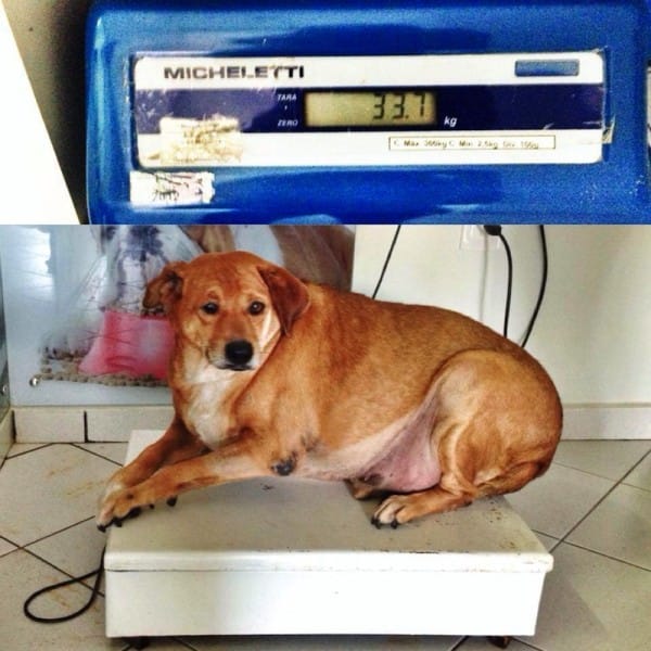 bolinha-8