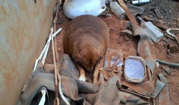 obese stray dog rescued