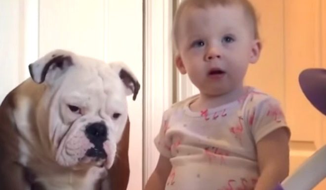 Mom Busts Naughty Baby And Bulldog Up To No Good