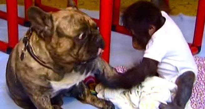 bulldog and orangutan