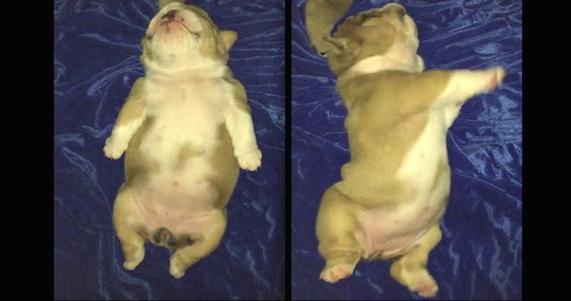bulldog puppy rolls