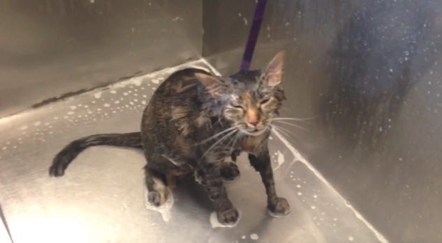 cat gets bath