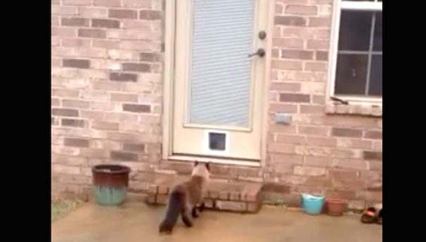 Man Installs A Cat Door Only To Have His Cat Hilariously Surprise Him