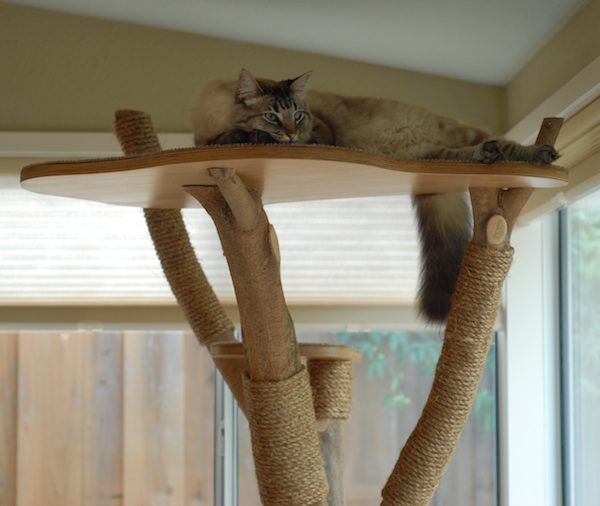 cat-tree-10