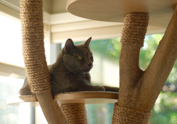 cat-tree-11