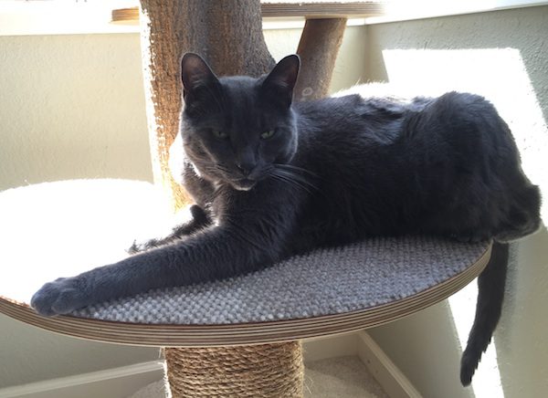 cat-tree-55