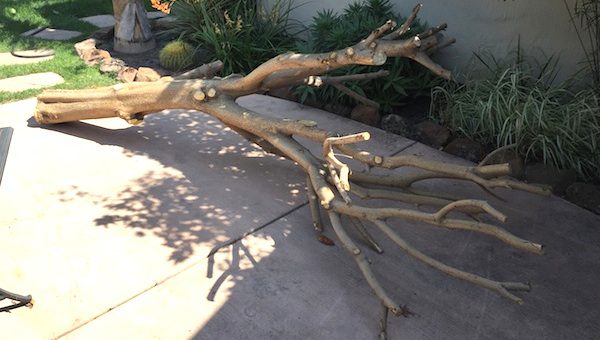Woman Makes Her Cats A Fantastic ‘Cat Tree’ From Actual Tree In Her Yard