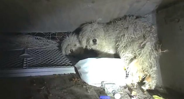 poodles rescued